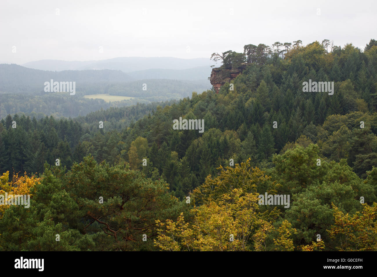Forest in Germany Stock Photo Alamy