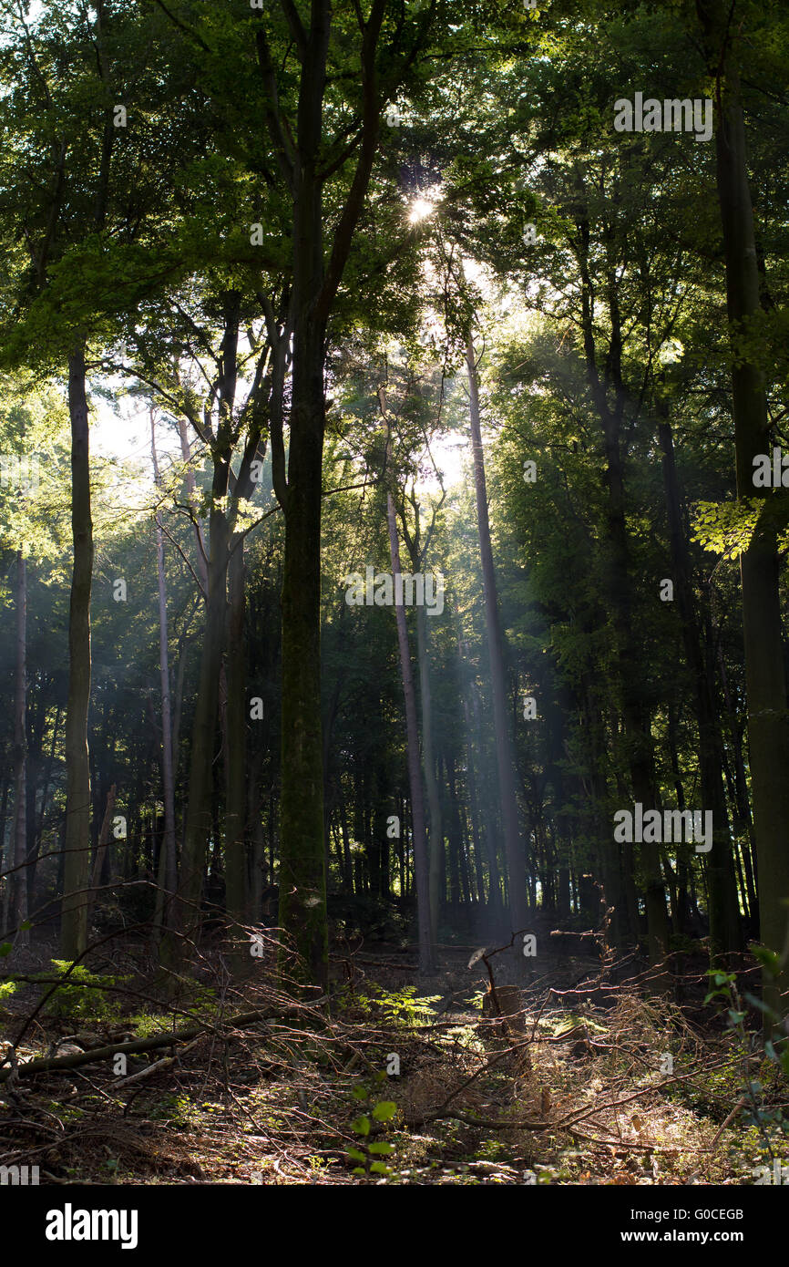 Palatinate Forest 004. Germany Stock Photo - Alamy