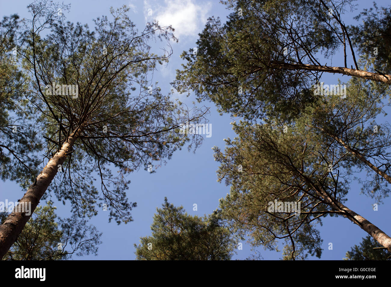Grove in Germany Stock Photo Alamy