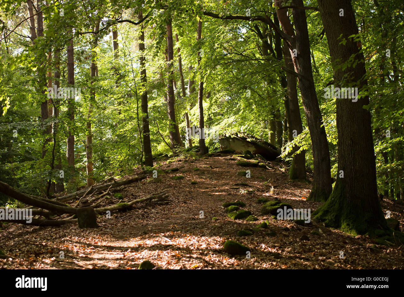 Palatinate Forest 006. Germany Stock Photo - Alamy
