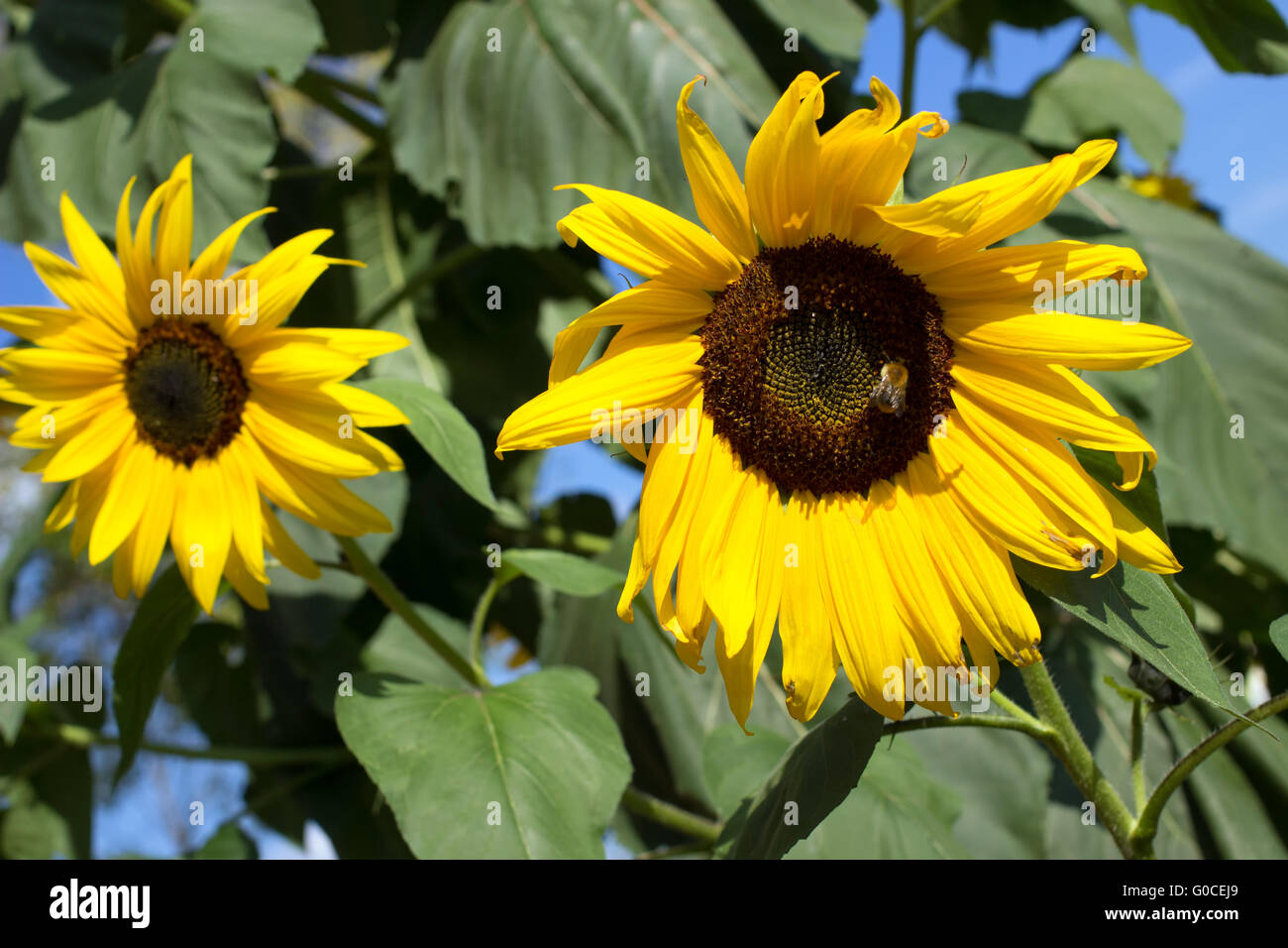 Sunflowers 009 Stock Photo