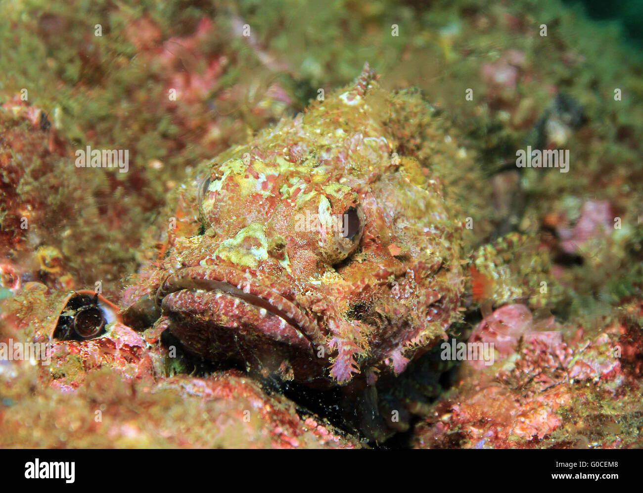 Pacific Spotted Scorpionfish Stock Photo