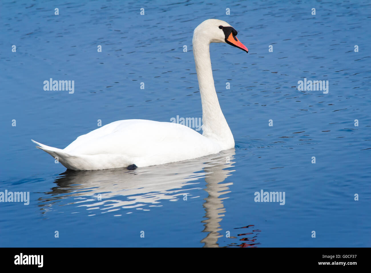 White Swan on blue water of the lake. Stock Photo