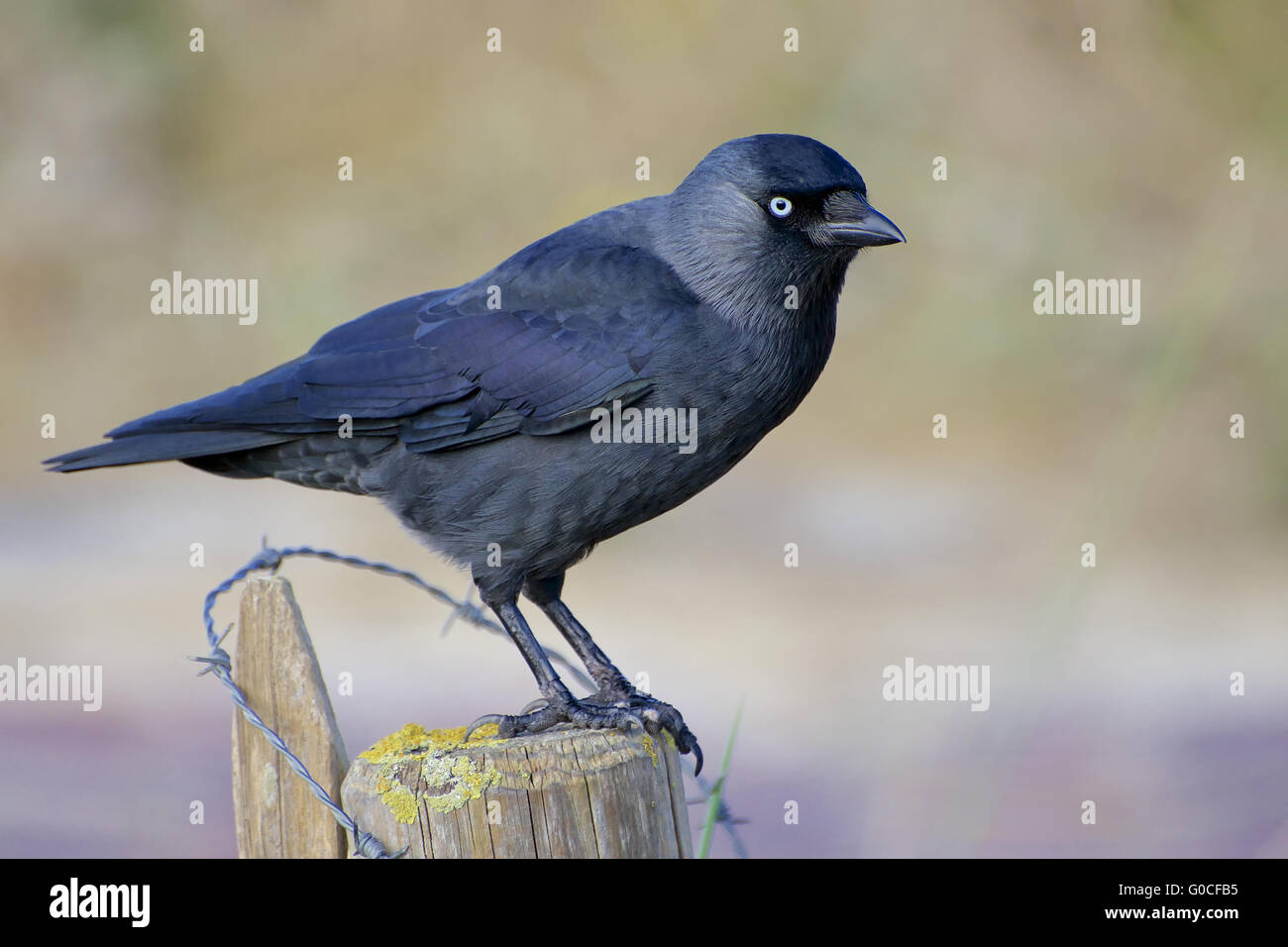 Jackdaw Stock Photo