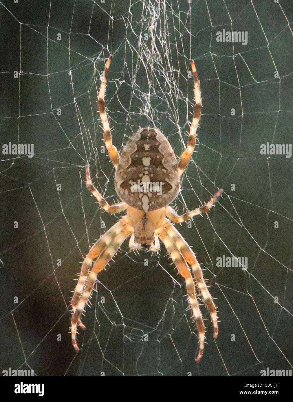 Garten kreuzspinne araneus diadematus hires stock photography and
