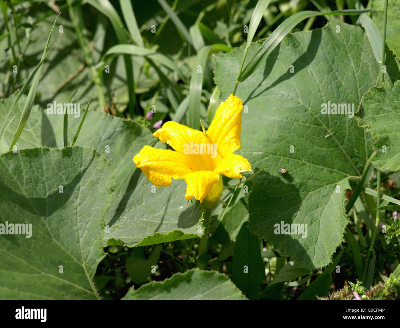 Pumpkin with yellow flowers growing in the field Stock Photo