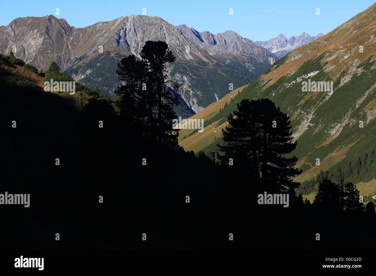 Mountain Pines Silhouettes, Lechtal Alpes, Austria Stock Photo - Alamy