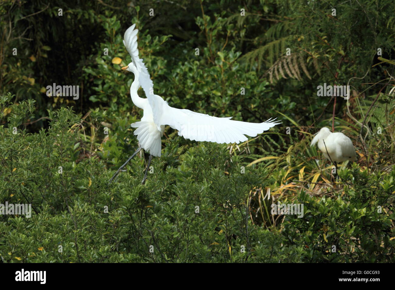 Egret colony at Whataroa New Zealand Stock Photo