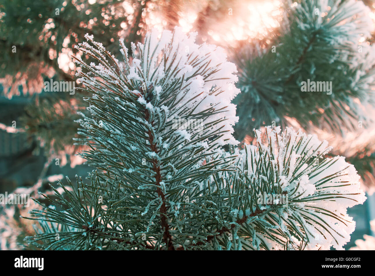 Pine branch, covered with snow Stock Photo - Alamy