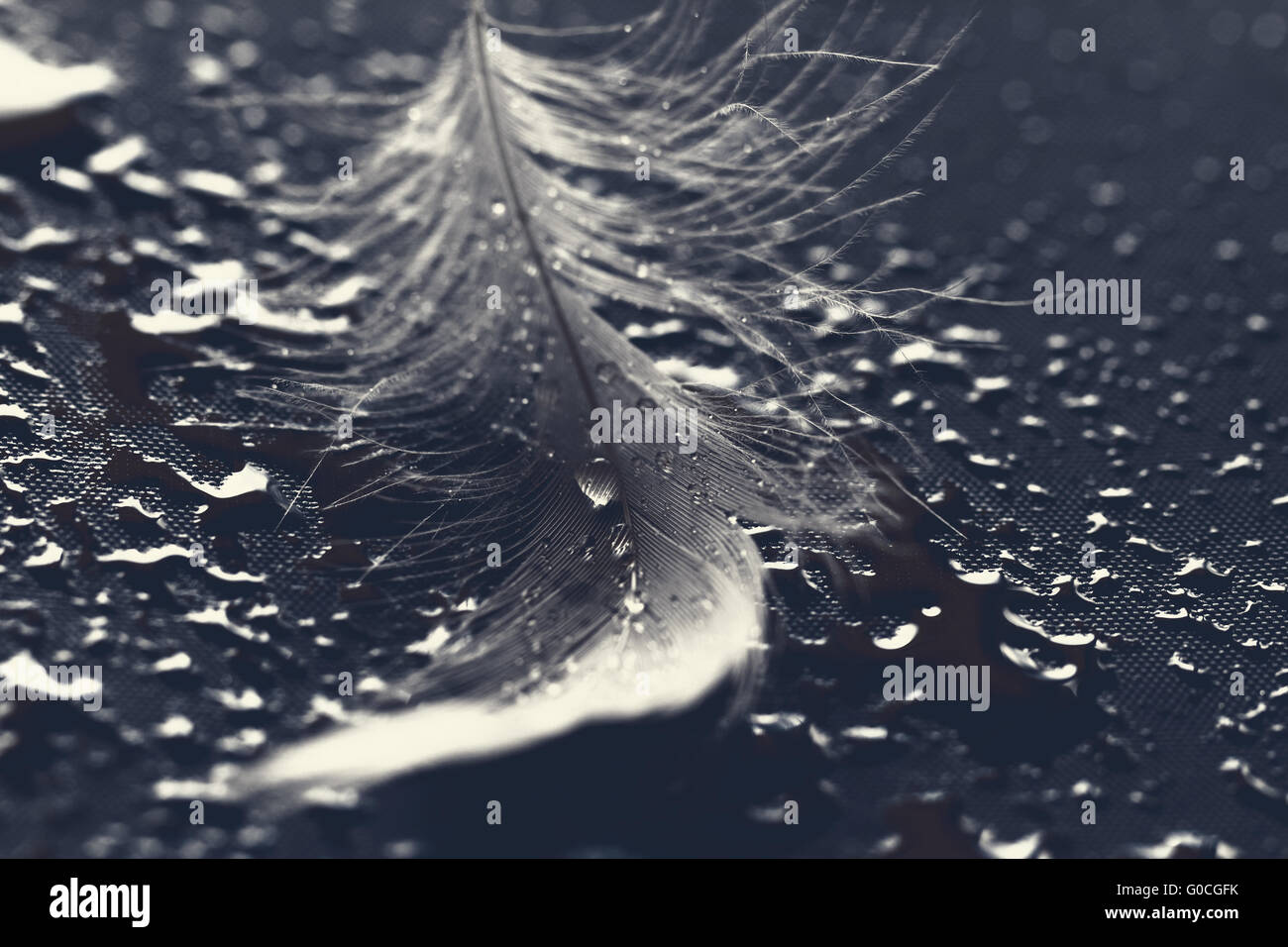 White feather with water drops on blue background Stock Photo - Alamy