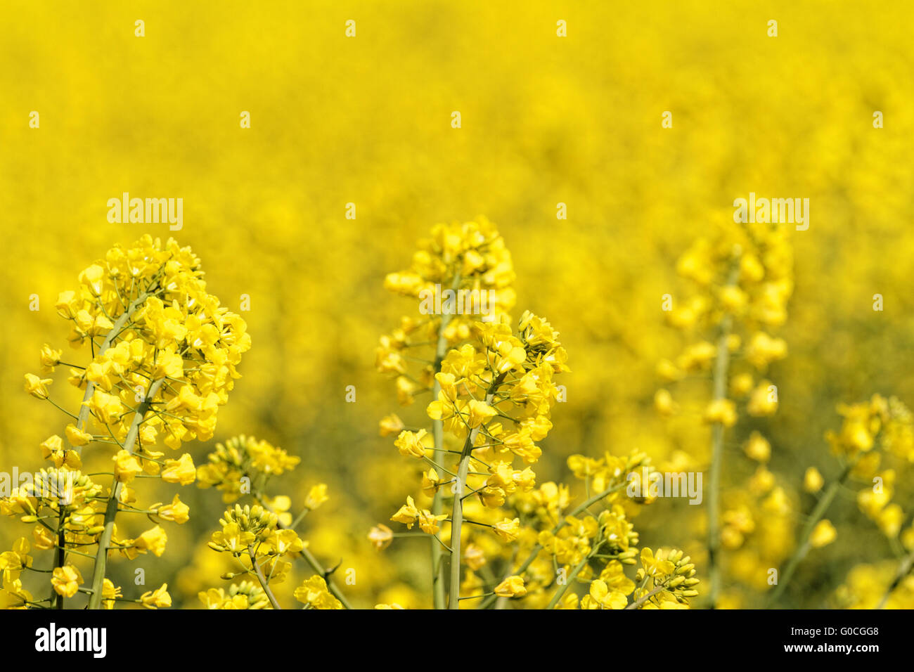 Blooming canola field - Rape on the field in summer Stock Photo - Alamy