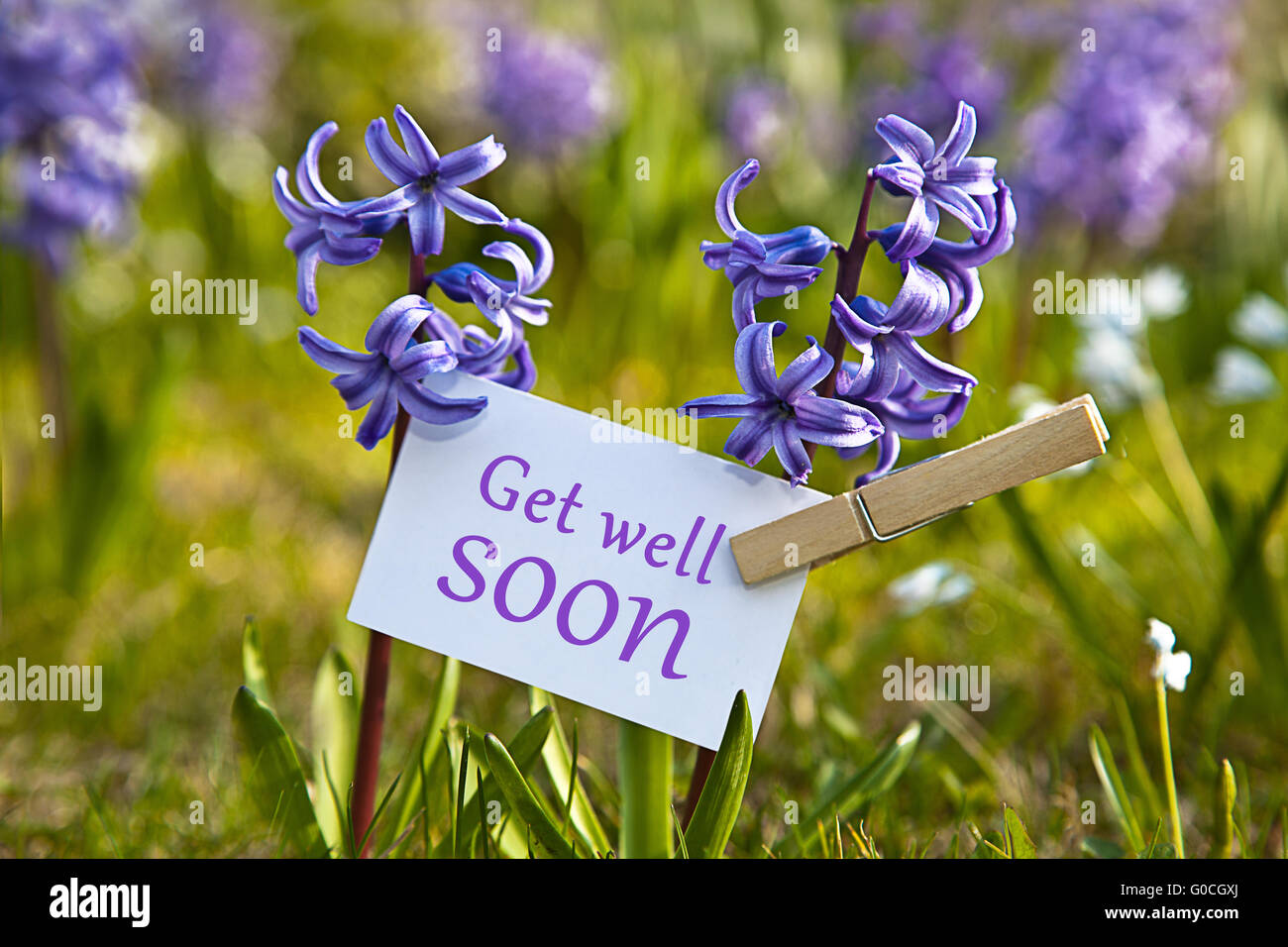 The words „Get well soon! with  hyacinths Stock Photo