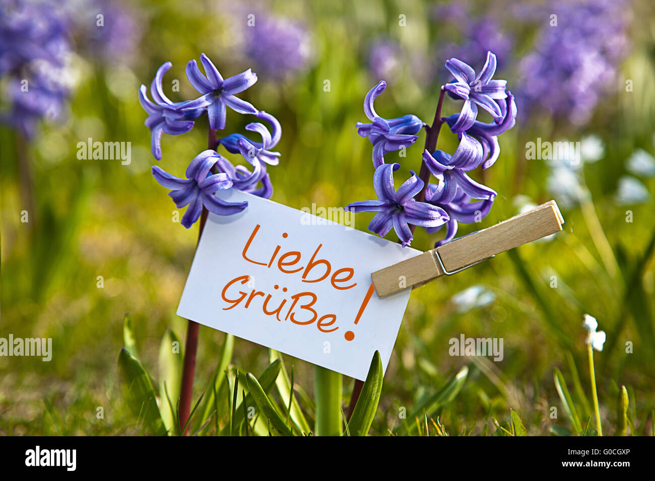 The word „Liebe Grüße!“ with  hyacinths Stock Photo