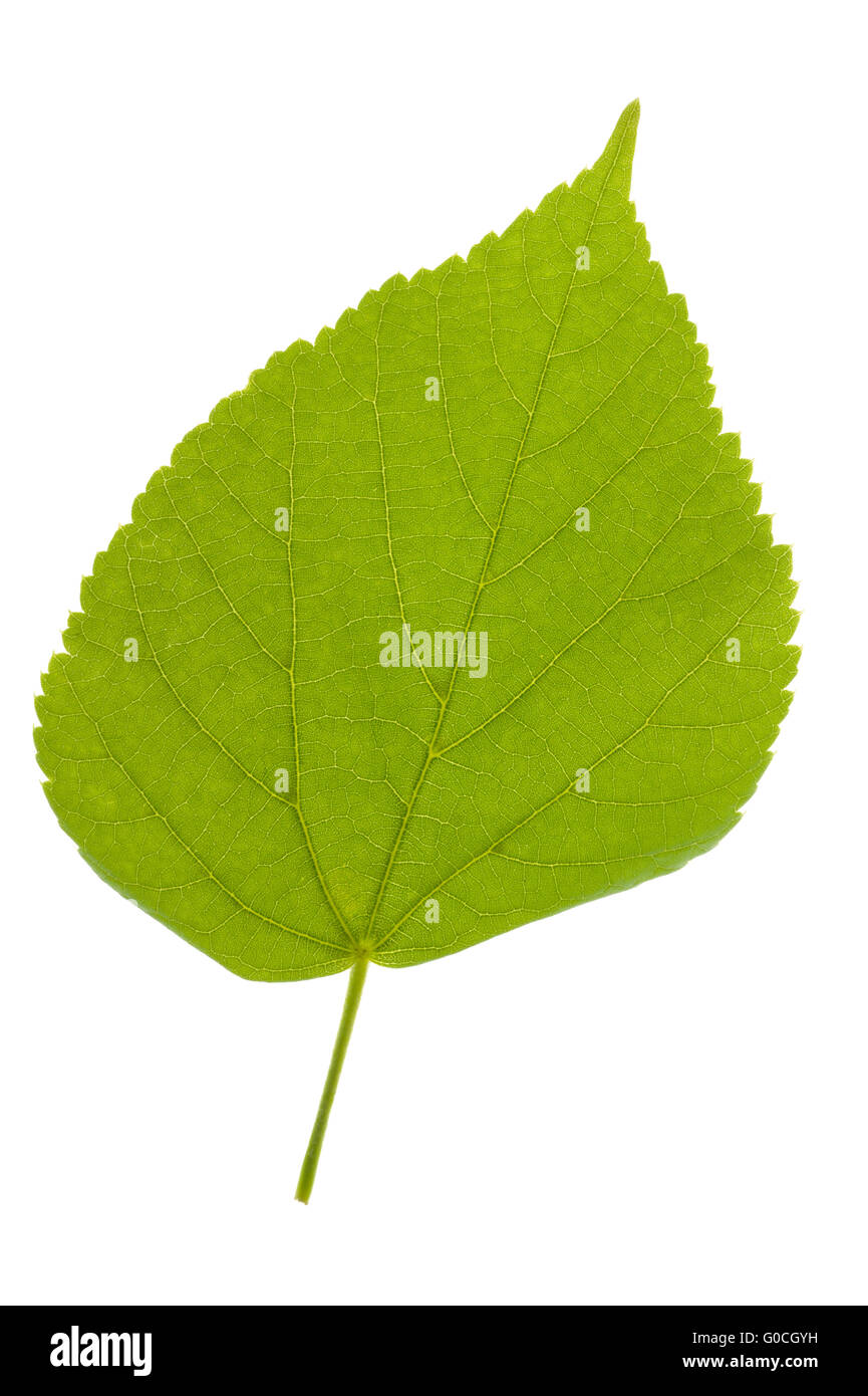 linden leaf in detail isolated over white backgrou Stock Photo