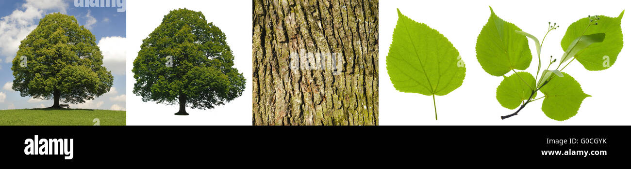 collage of linden tree with bark, tree and leaf Stock Photo