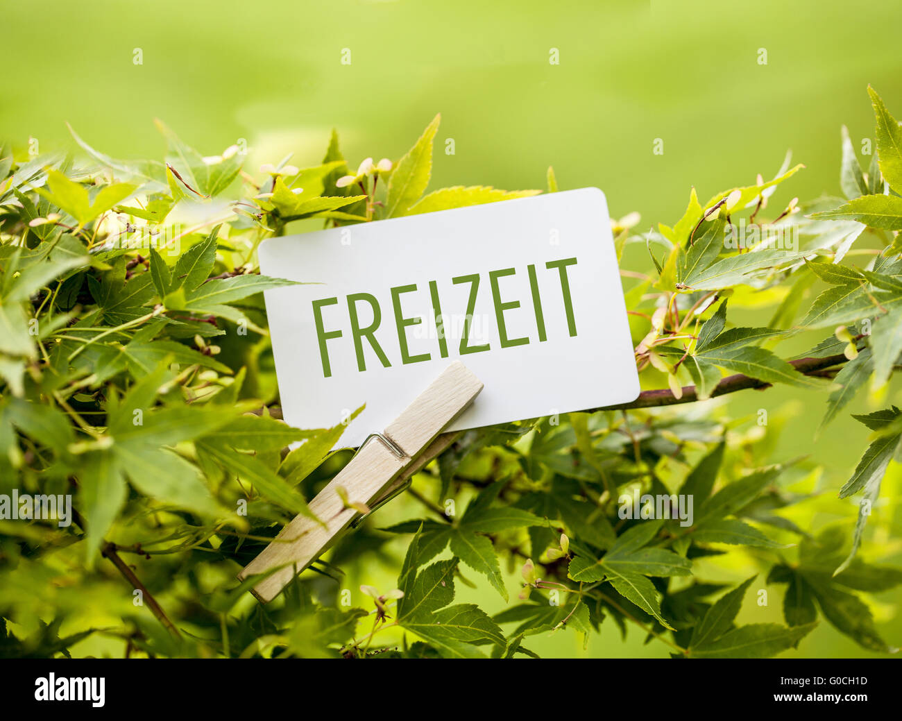 The Word  “Freizeit“ in a fan-maple tree Stock Photo