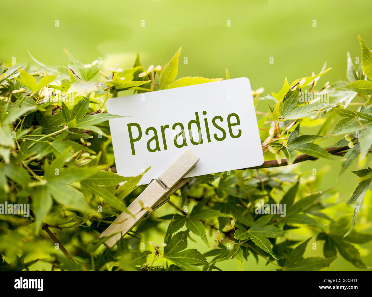 The Word  “Paradise“ in a fan-maple tree Stock Photo