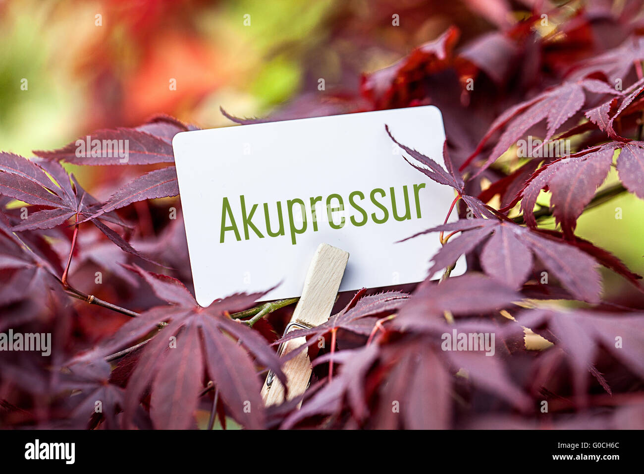 The Word „Akupressur“ in a fan-maple tree The Word Stock Photo