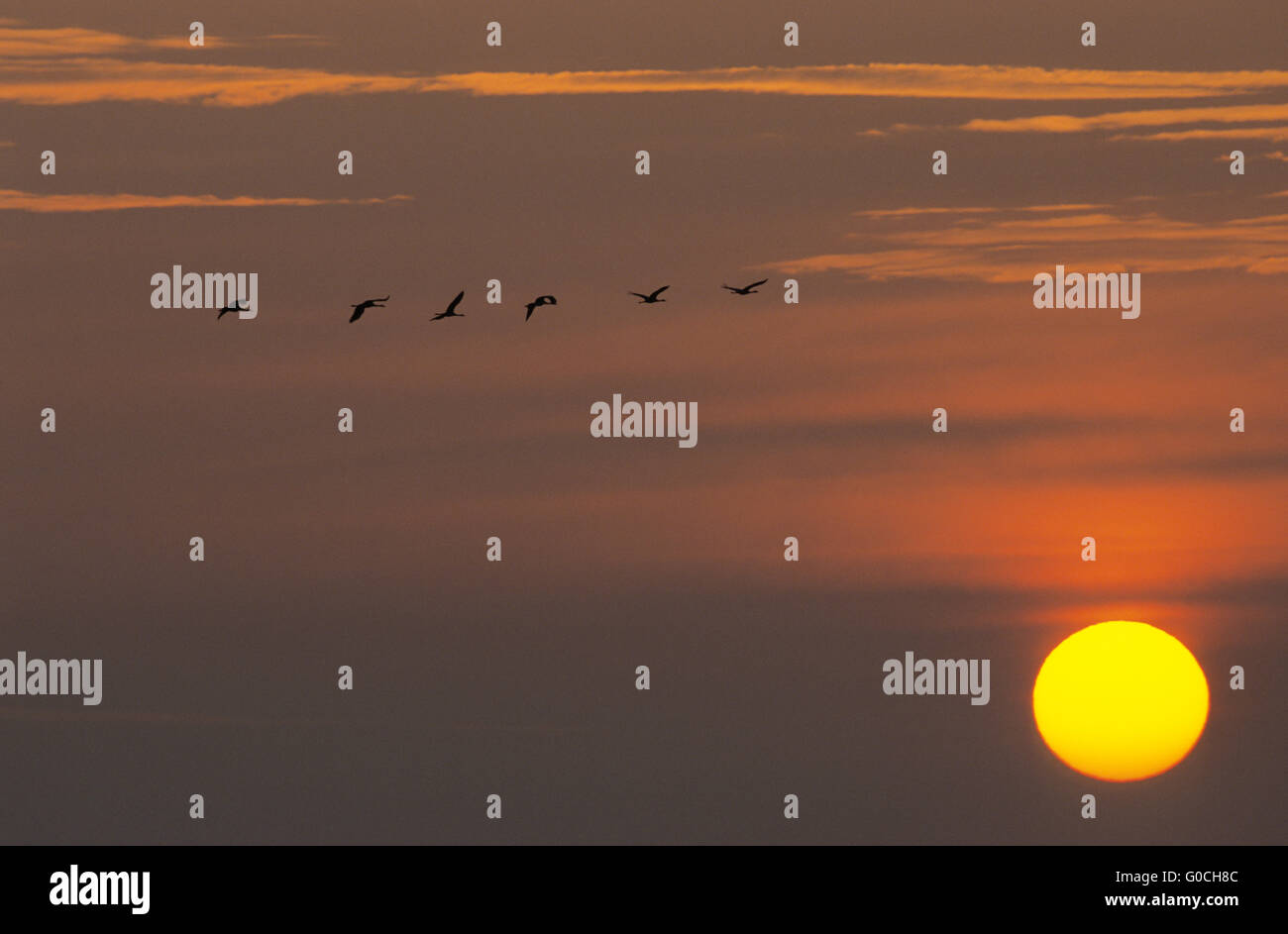 Common Cranes flight in front of the morning sun t Stock Photo
