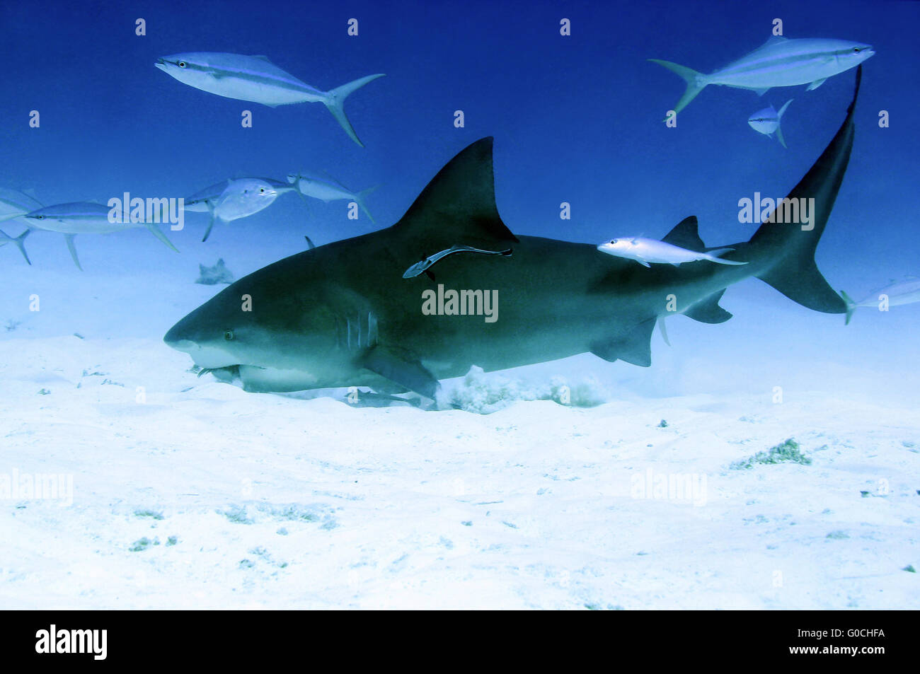 Feeding Bull Shark Stock Photo Alamy