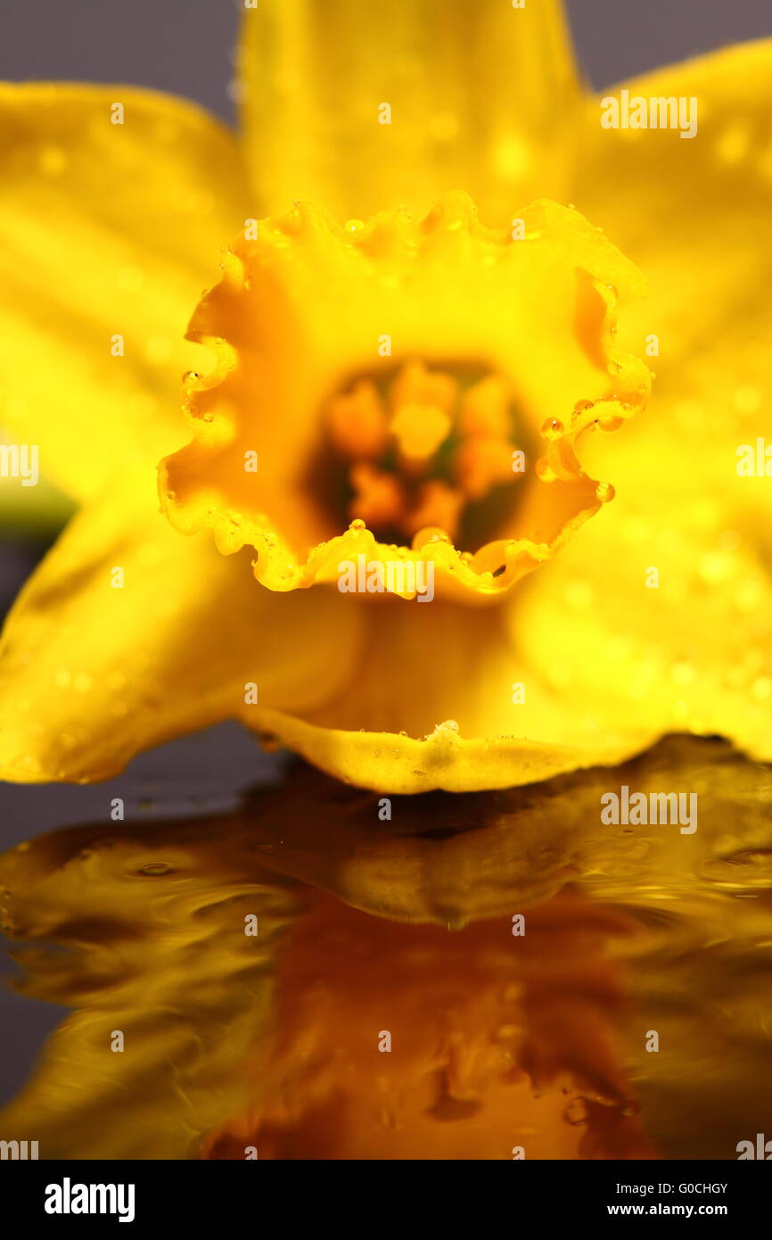 Daffodil water reflection Stock Photo Alamy