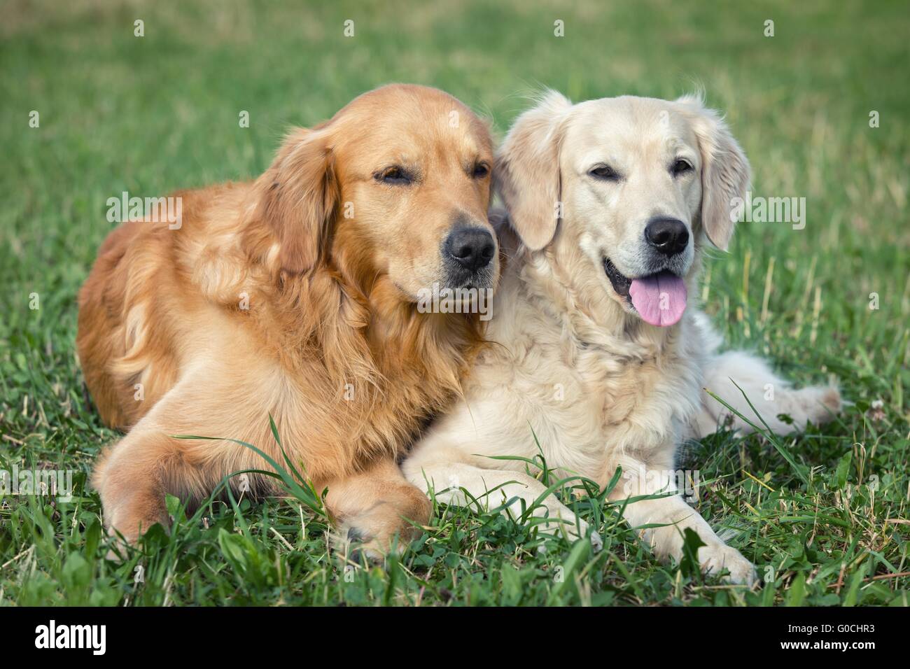 Portrait of two young dogs playing in the meadow Stock Photo - Alamy
