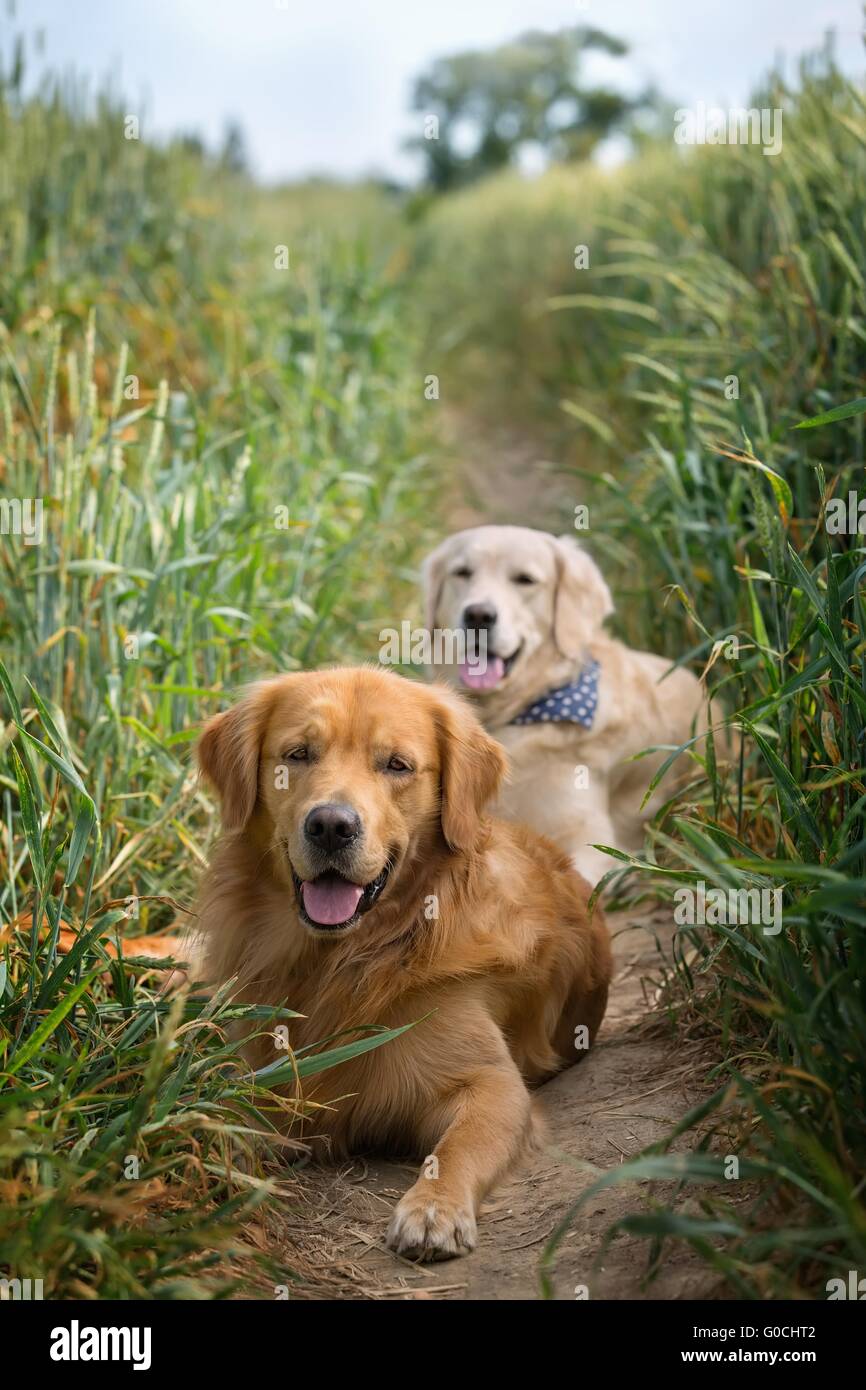 Portrait of two young dogs resting on a dirt road Stock Photo - Alamy