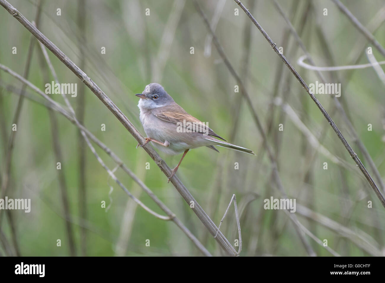 Whitethroat bird perched on a reed in the undergrowth Stock Photo