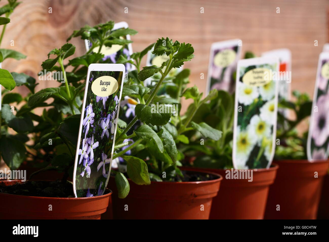 Bacopa plant in a pot at a garden centre Stock Photo