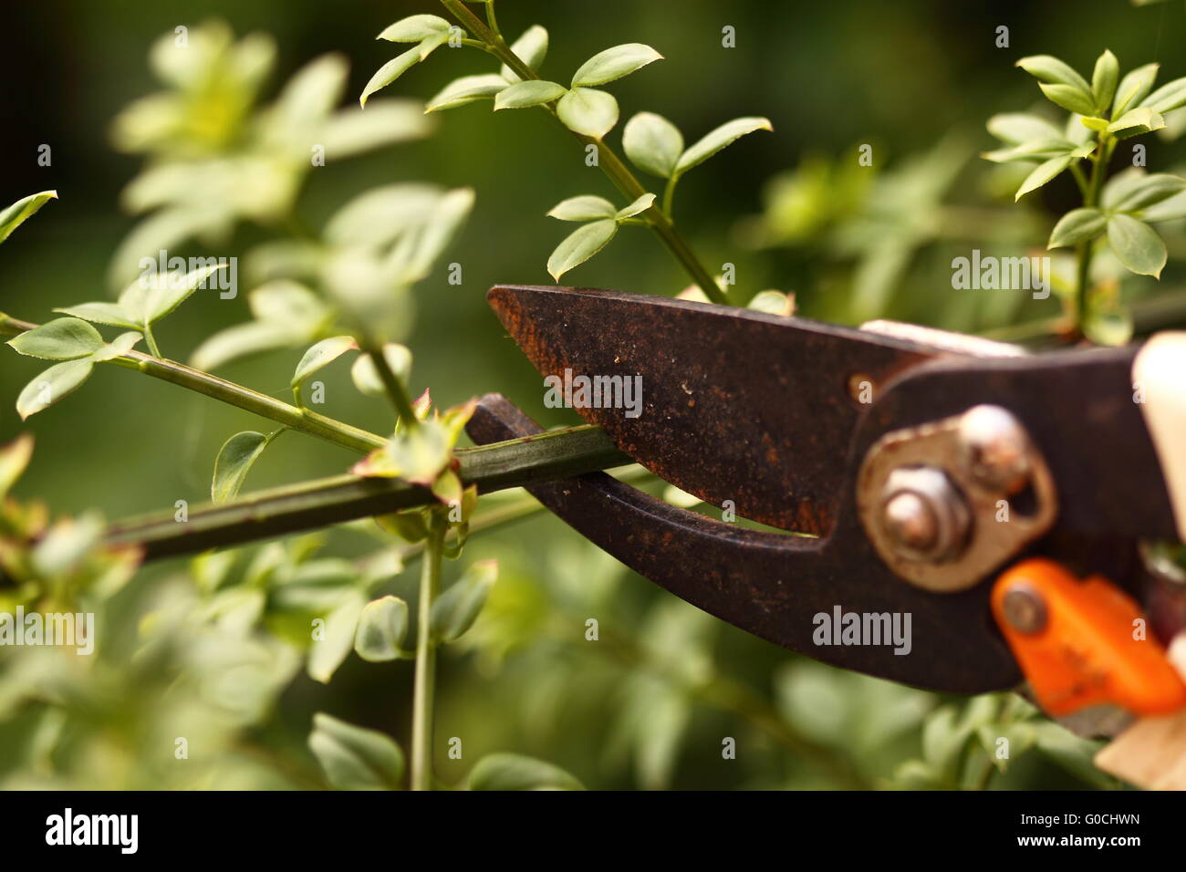 https://c8.alamy.com/comp/G0CHWN/pruning-plant-with-secateurs-G0CHWN.jpg