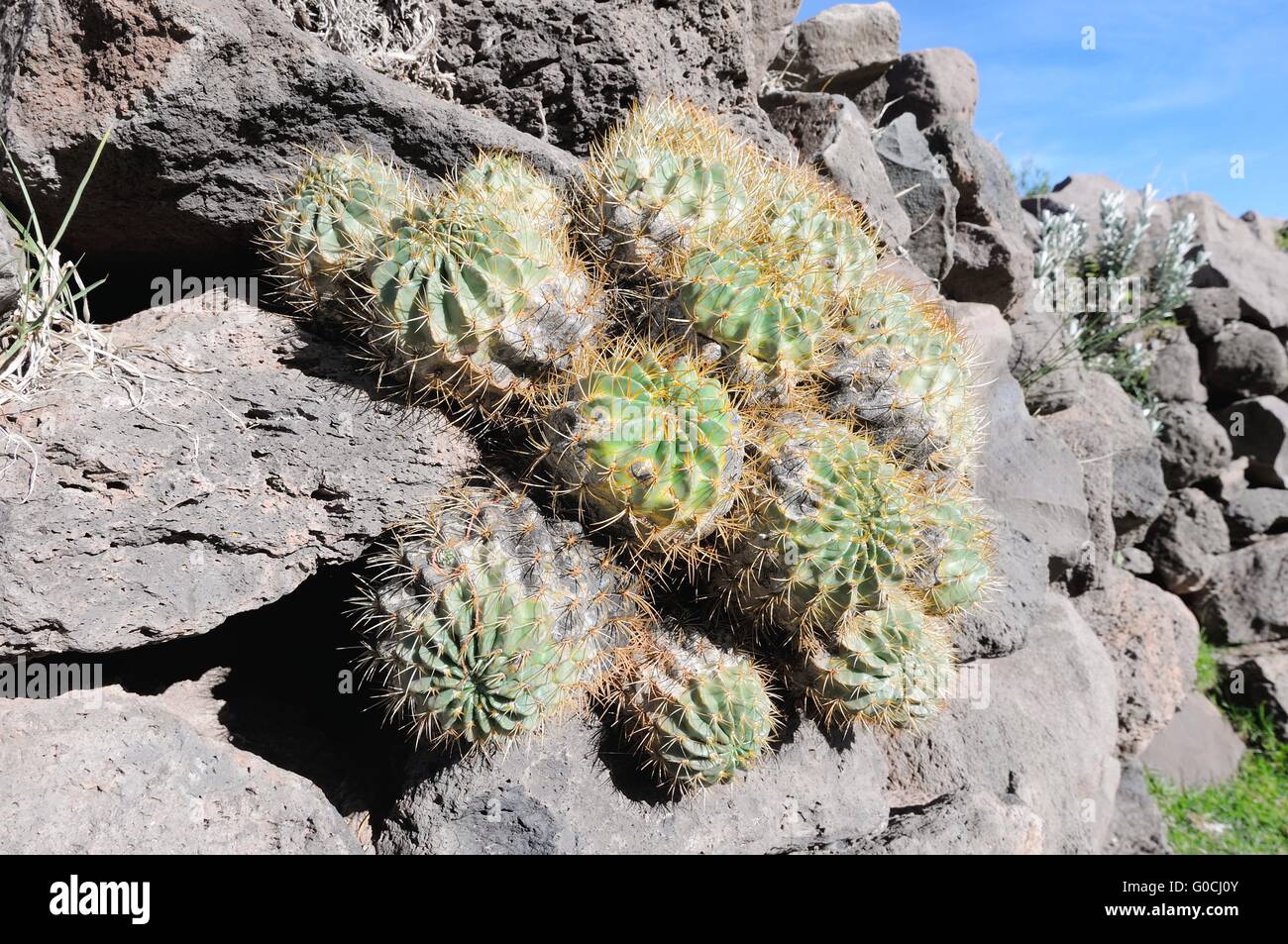 Cactuses in Drywall Stock Photo