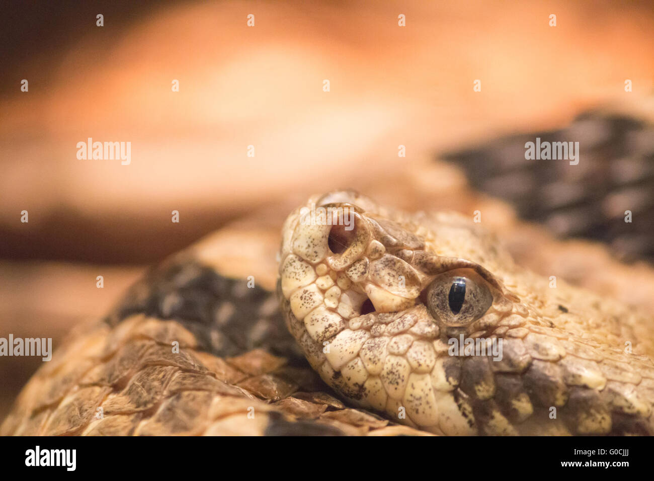 Snake coiled head scales hi-res stock photography and images - Alamy