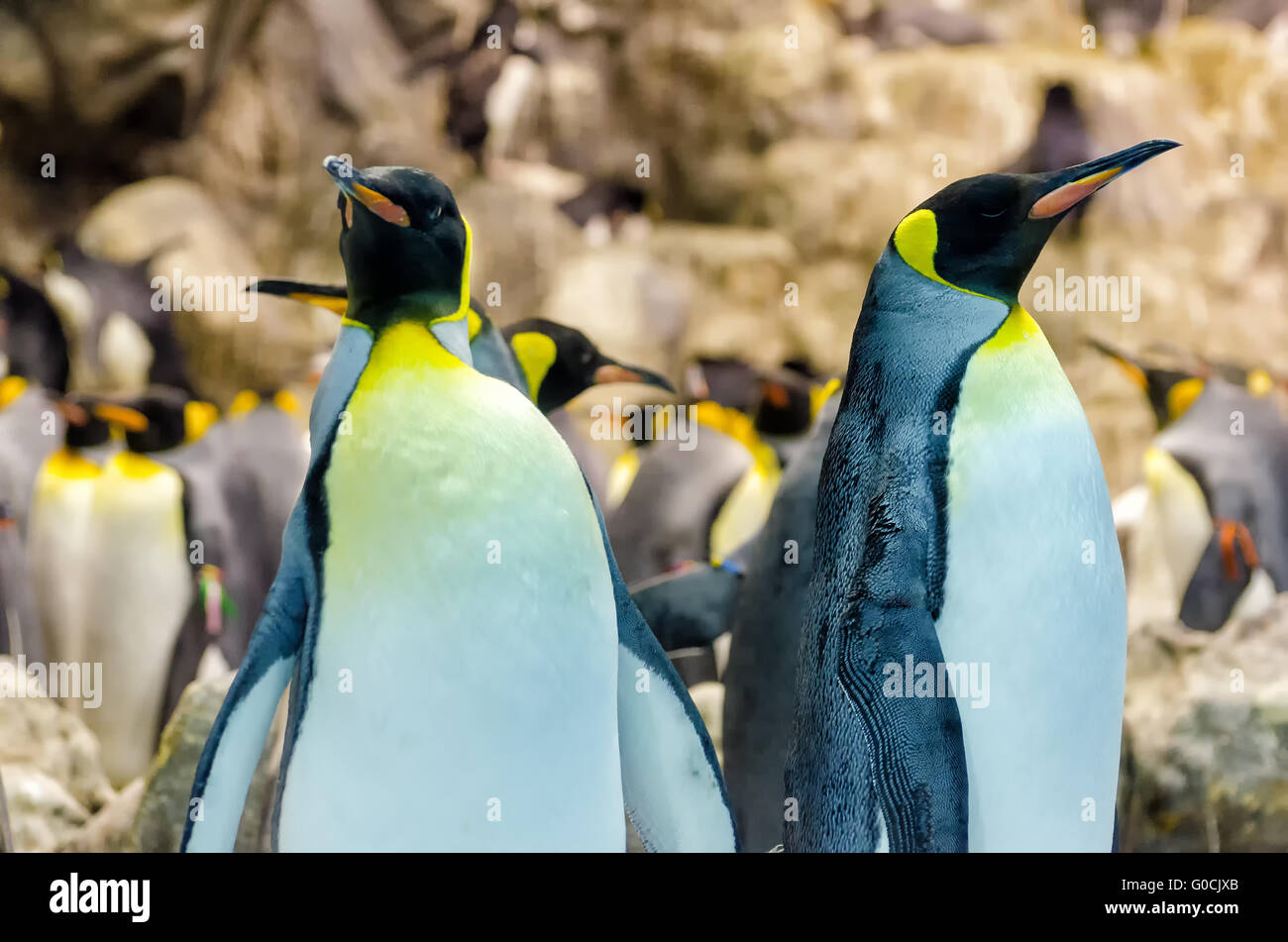 king penguins Stock Photo