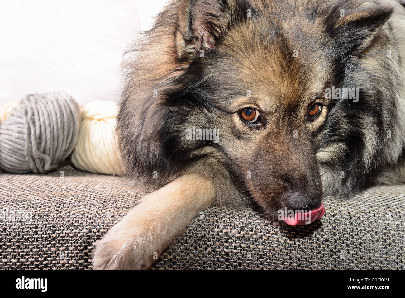 Dog wool Stock Photo Alamy