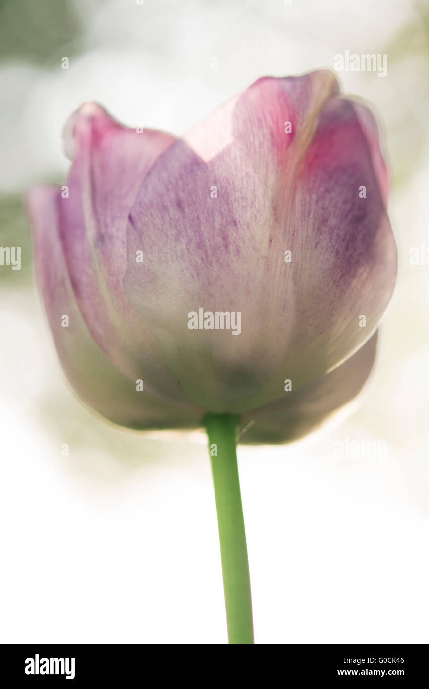 pink, purple and white tulip Stock Photo