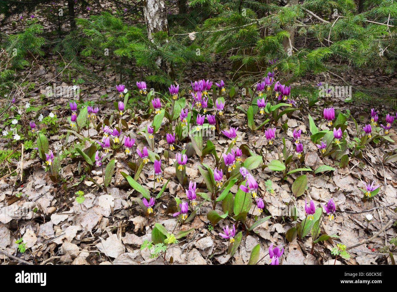Kandyk (Erythronium sibiricum) begins to grow through the leaf litter immediately after the snow on the meadows in the Siberian Stock Photo
