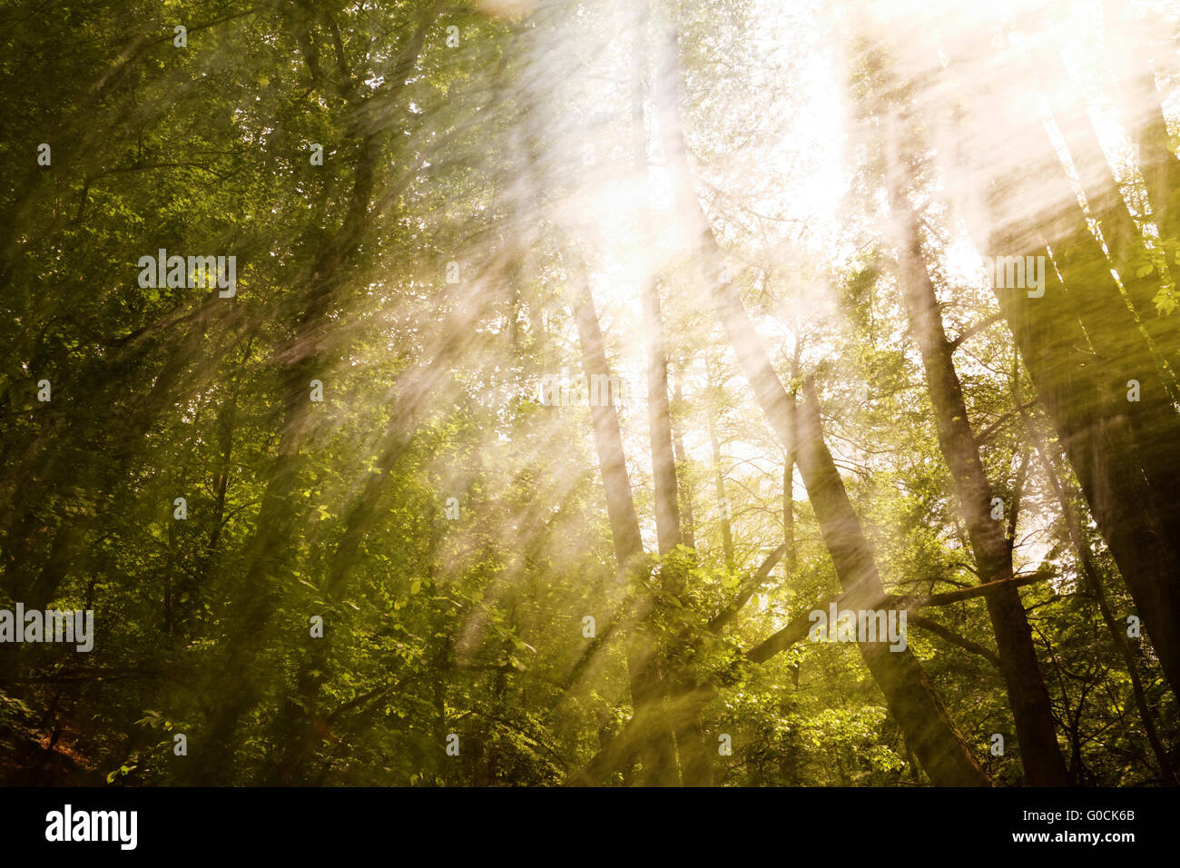 Sun motion trees hi-res stock photography and images - Alamy
