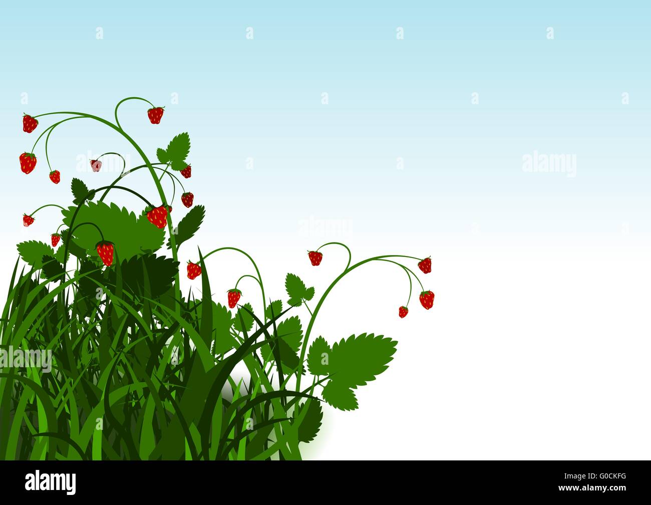 Wild Strawberry Bush Stock Photo - Alamy