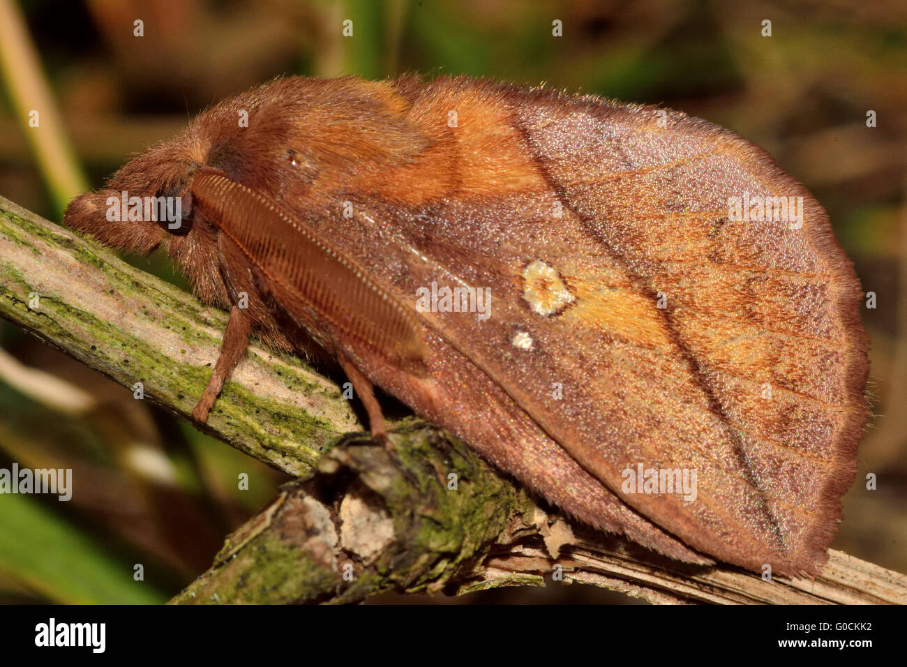 The drinker moth (Euthrix potatoria) in profile. Distinctive moth in the family Lasiocampidae, at rest Stock Photo