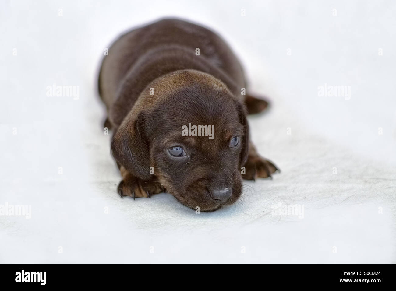 dachshund puppy Stock Photo
