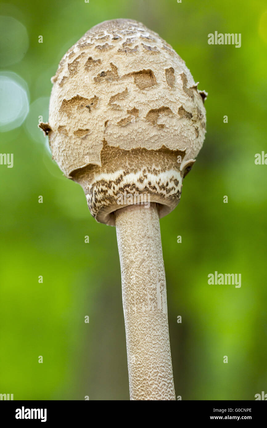 Shaggy parasol (Chlorophyllum rhacodes) Germany Stock Photo