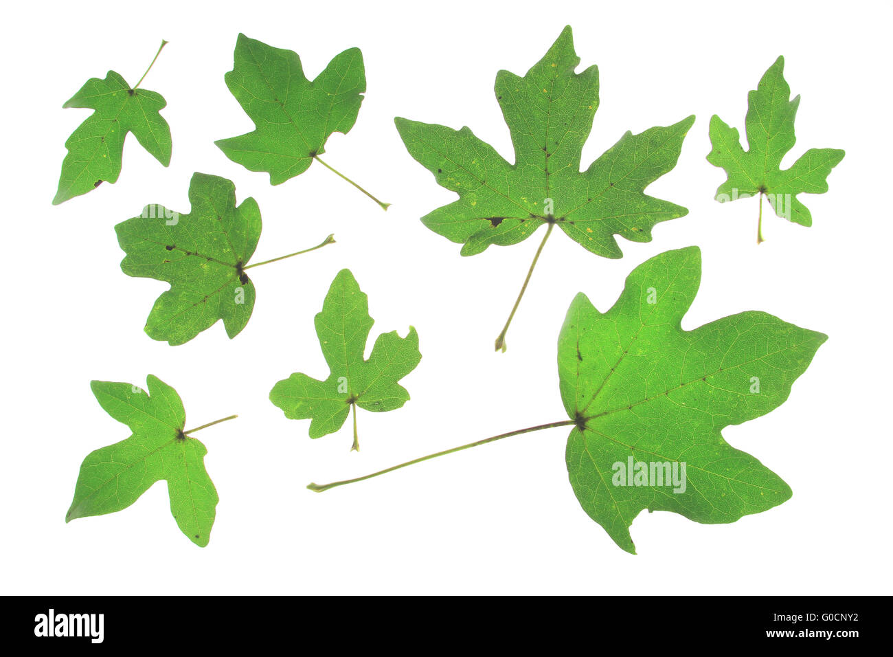 Field maple (Acer campestre) Stock Photo