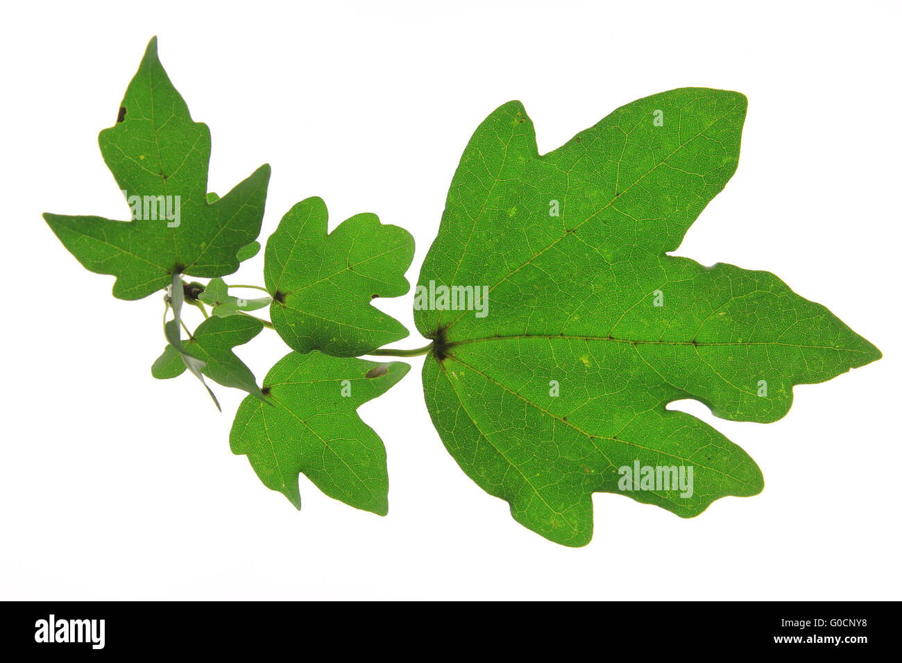 Field maple (Acer campestre Stock Photo - Alamy