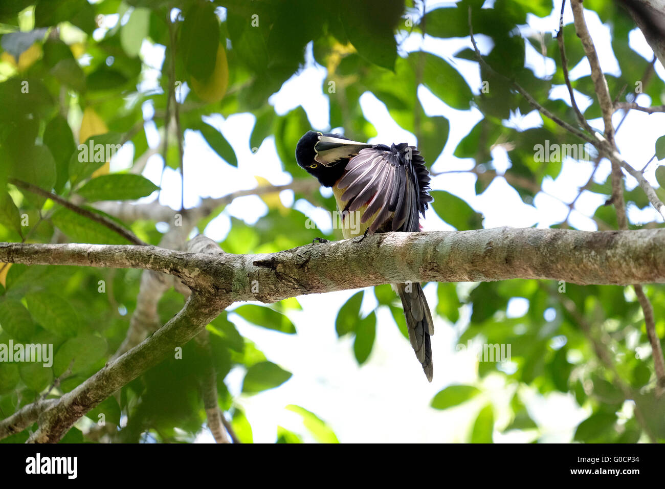 Bird of pre hi-res stock photography and images - Alamy