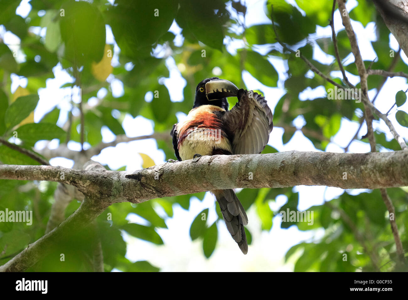 Bird of pre hi-res stock photography and images - Alamy