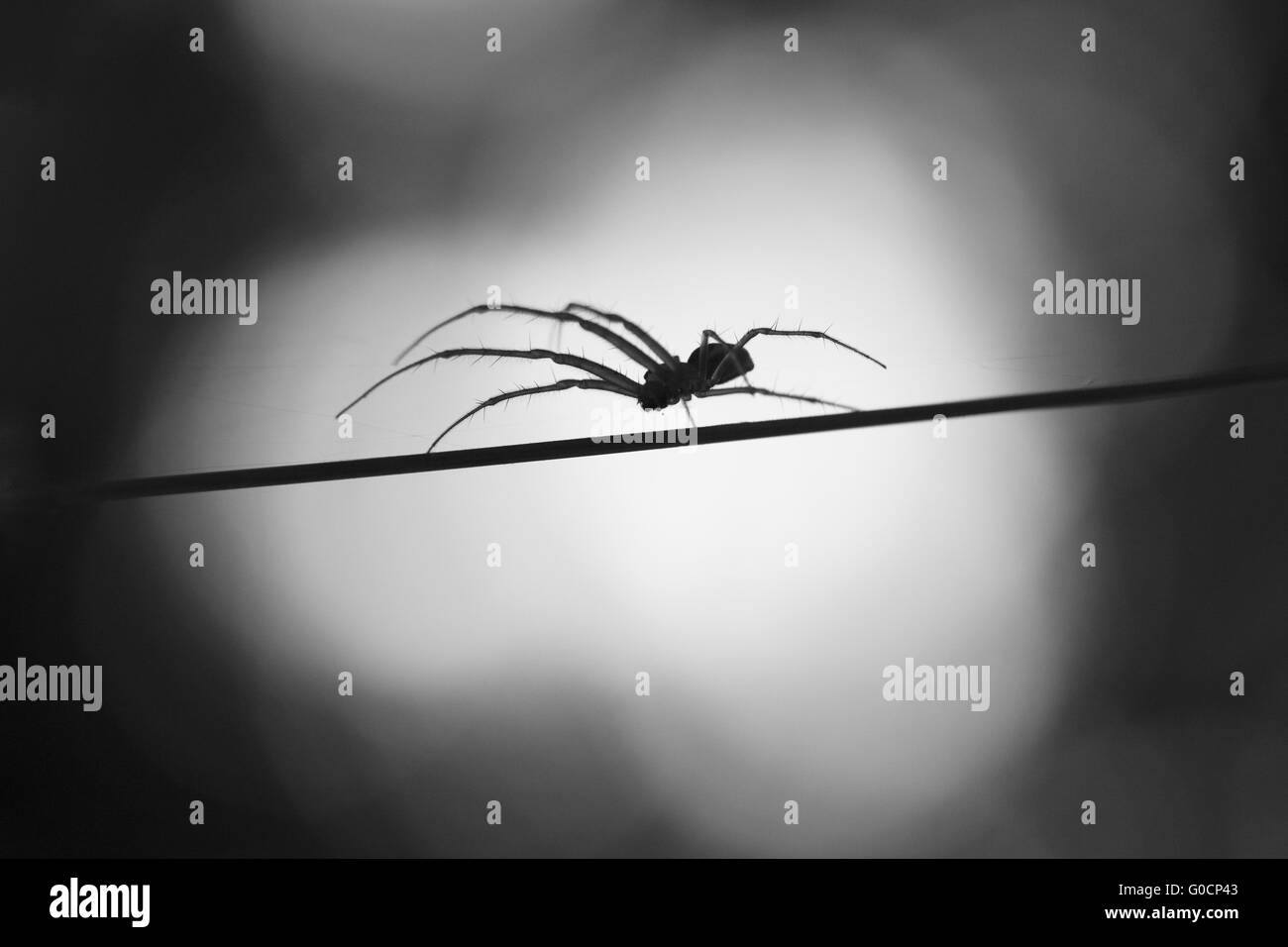 Spider in the moonlight Stock Photo