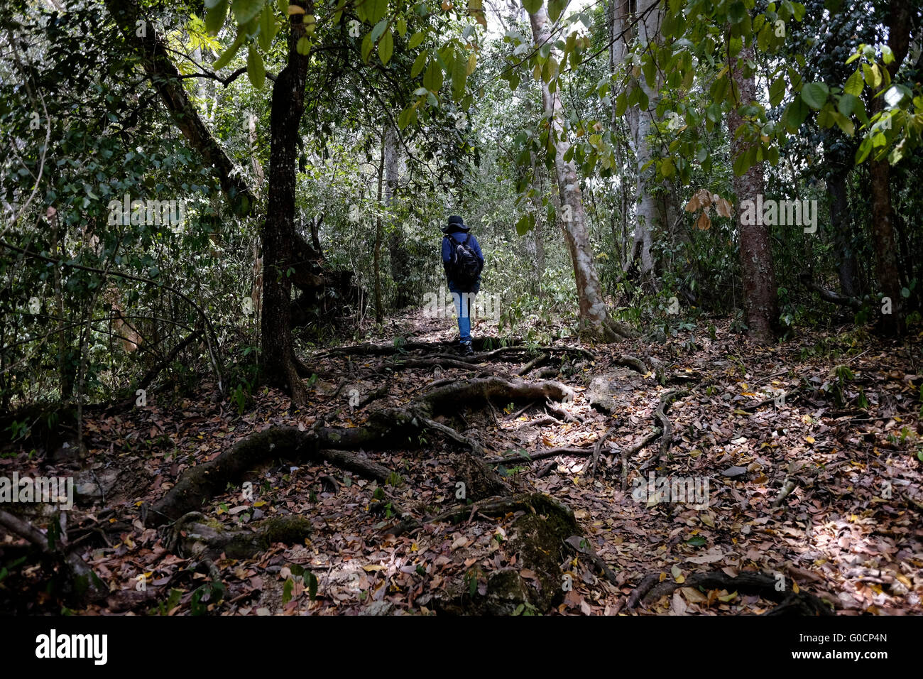 A solo female hiker walking at the ancient Mayan ruin complex in Yaxha a Mesoamerican archaeological site and a former ceremonial centre and city of the pre-Columbian Maya civilization located on the north shore of Lake Yaxha in the northeast of the Peten Basin region. Guatemala Stock Photo