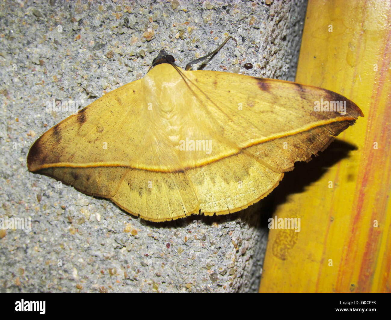 Old leaf mimic moth sitting on a wall Stock Photo