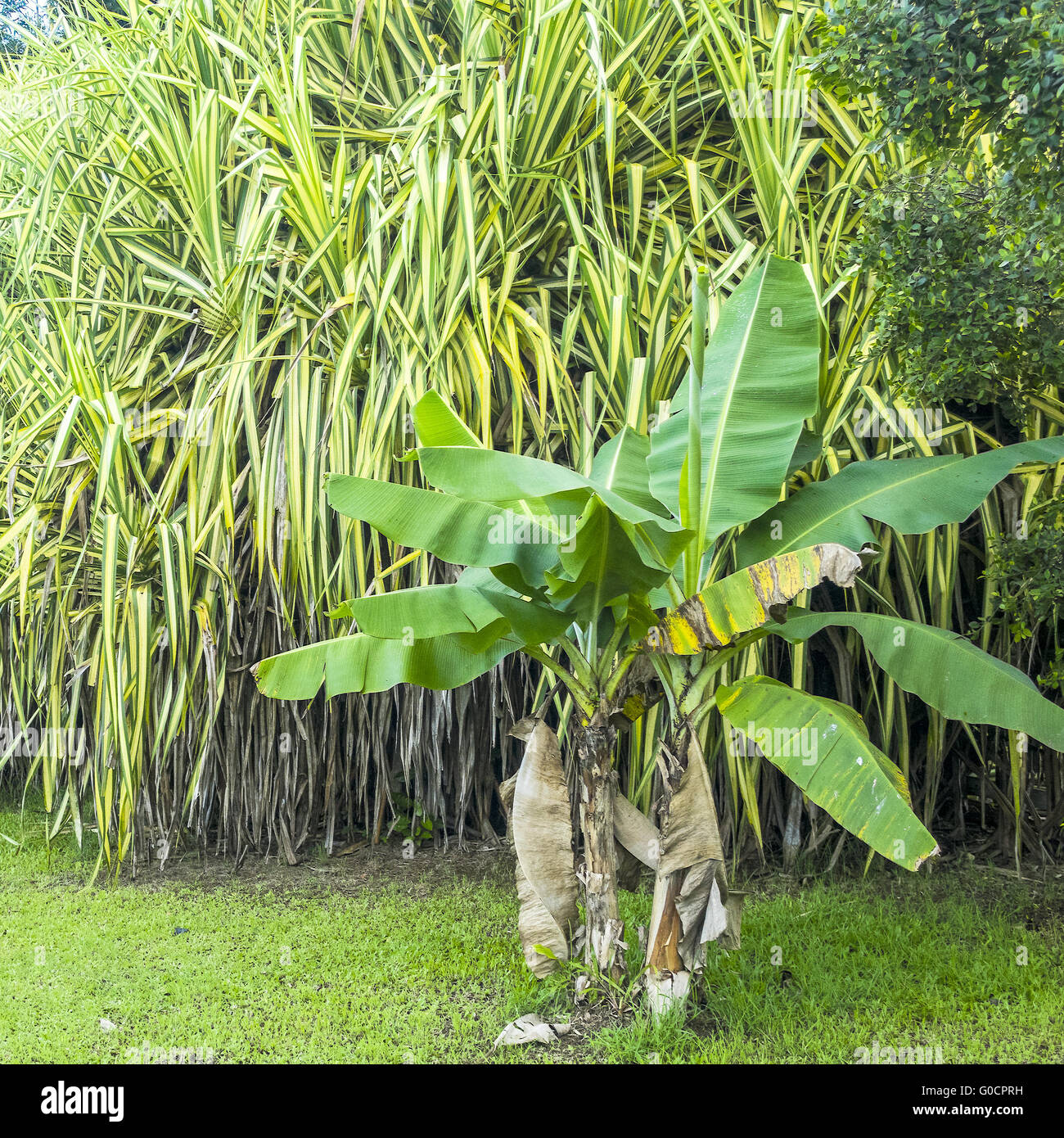 Banana Plants With shrubs Barbados West Indies Stock Photo Alamy