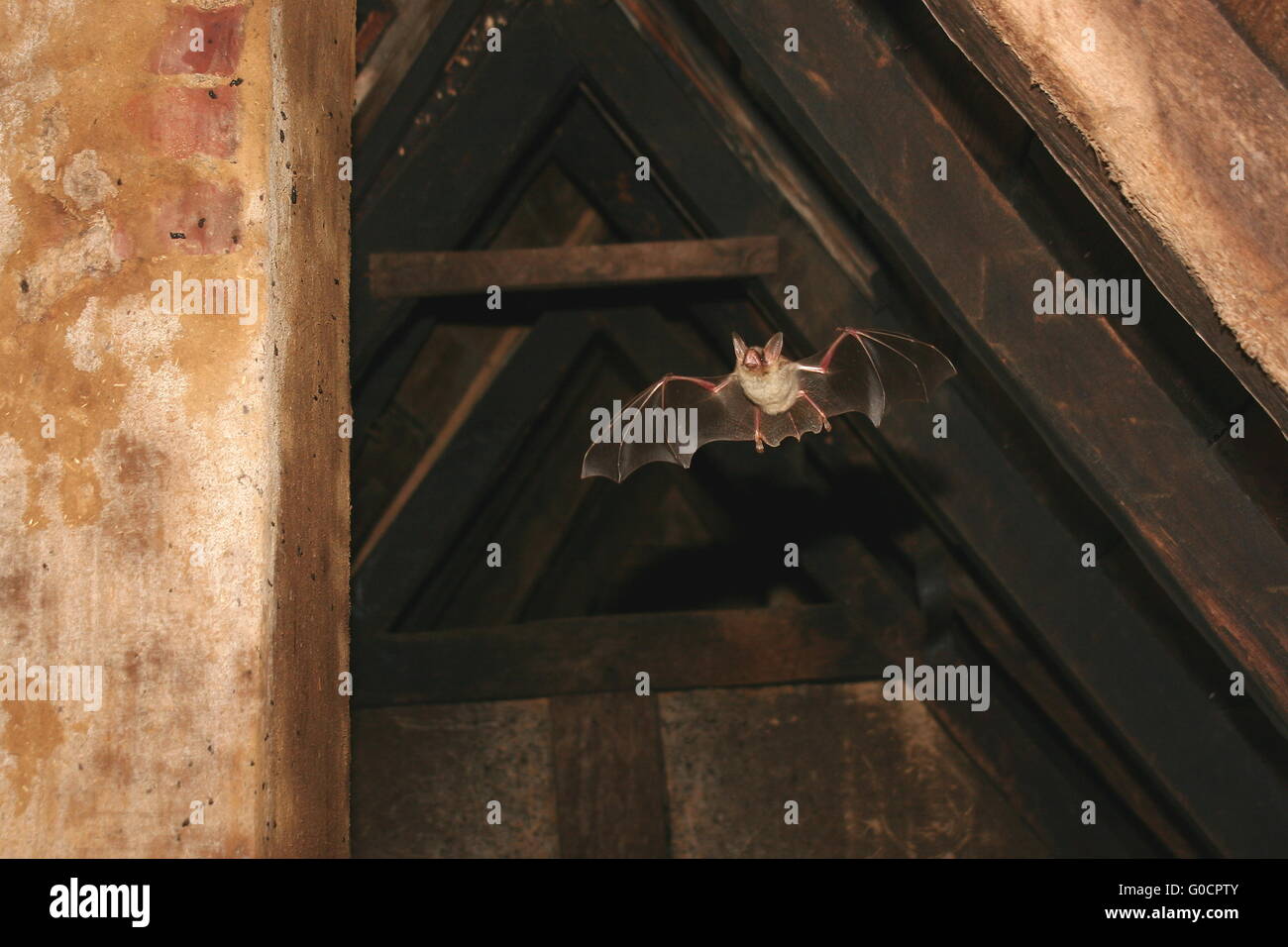 Flying greater mouseeared bat Stock Photo Alamy